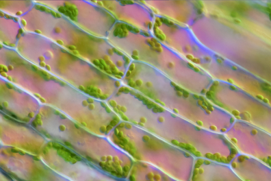 La cyclose dans les cellules d'Elodée - 3mn 06s